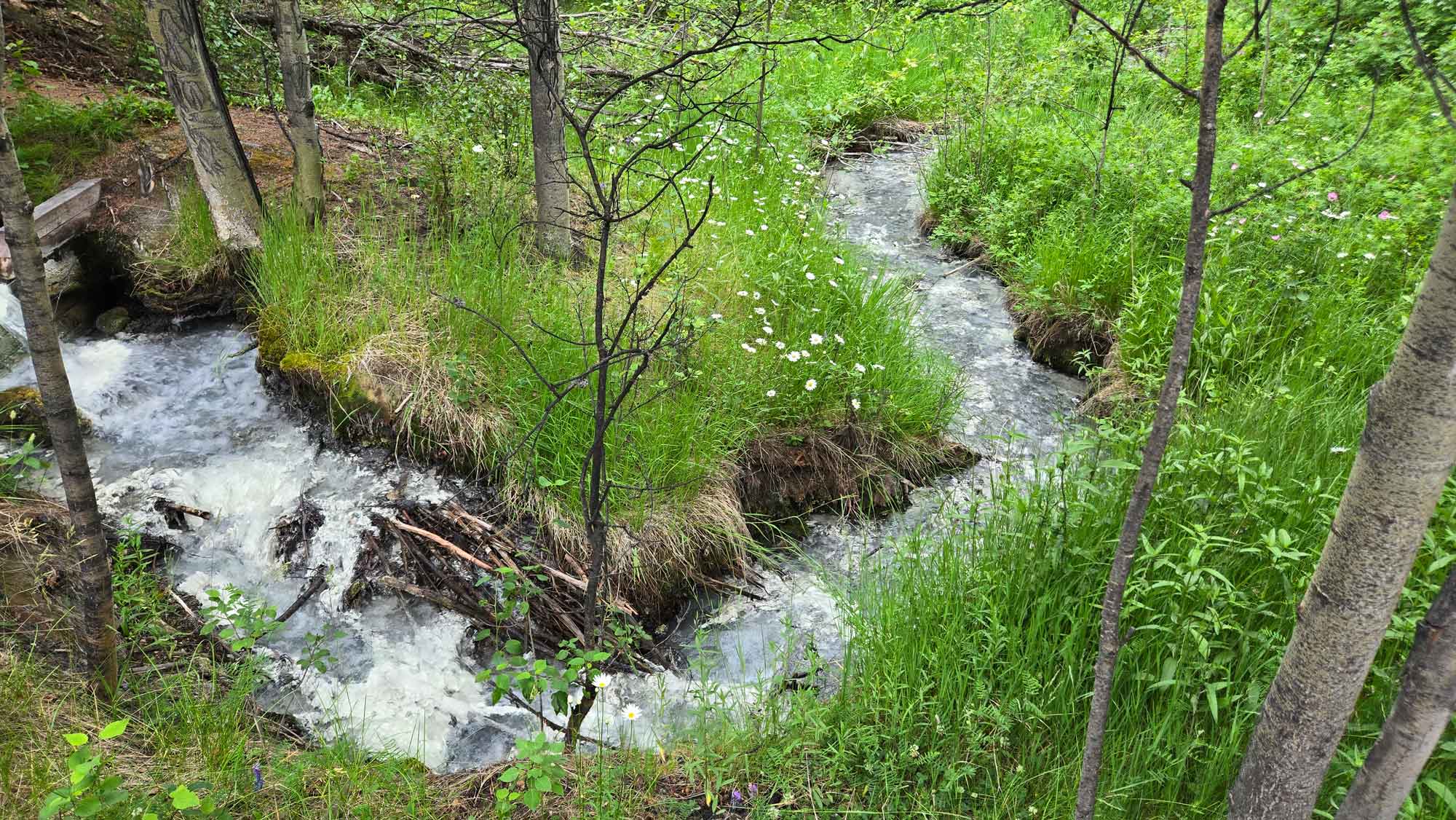 A stream of hot mineral water flows in a curve from the Cave & Basin site. Lush greenery surrounds the waters, which appear white because of the algae growing in them.