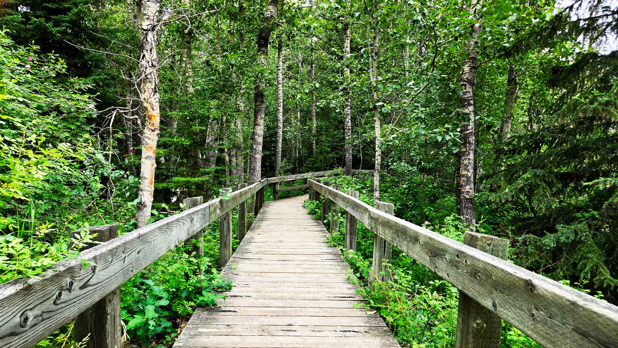 A Walk along the Marsh Boardwalk in Banff on WhereRockies.com A Walk along the Marsh Boardwalk in Banff Main Photo