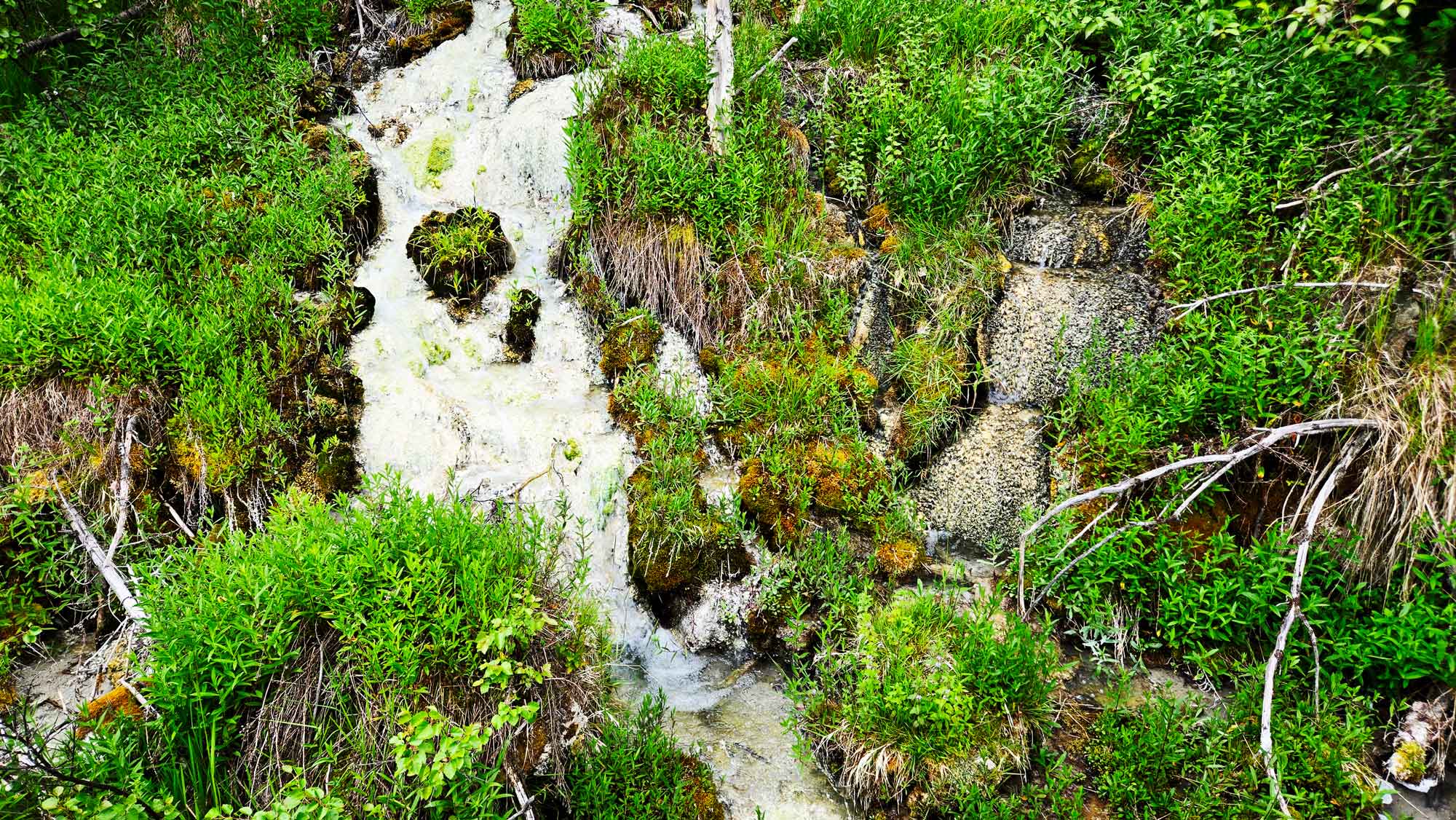 A stream of hot mineral water flows over the rocks, creating a lush green ecosystem not typically found in the Canadian Rockies. This ecosystem is delicate, so this photo was taken from the Marsh Boardwalk