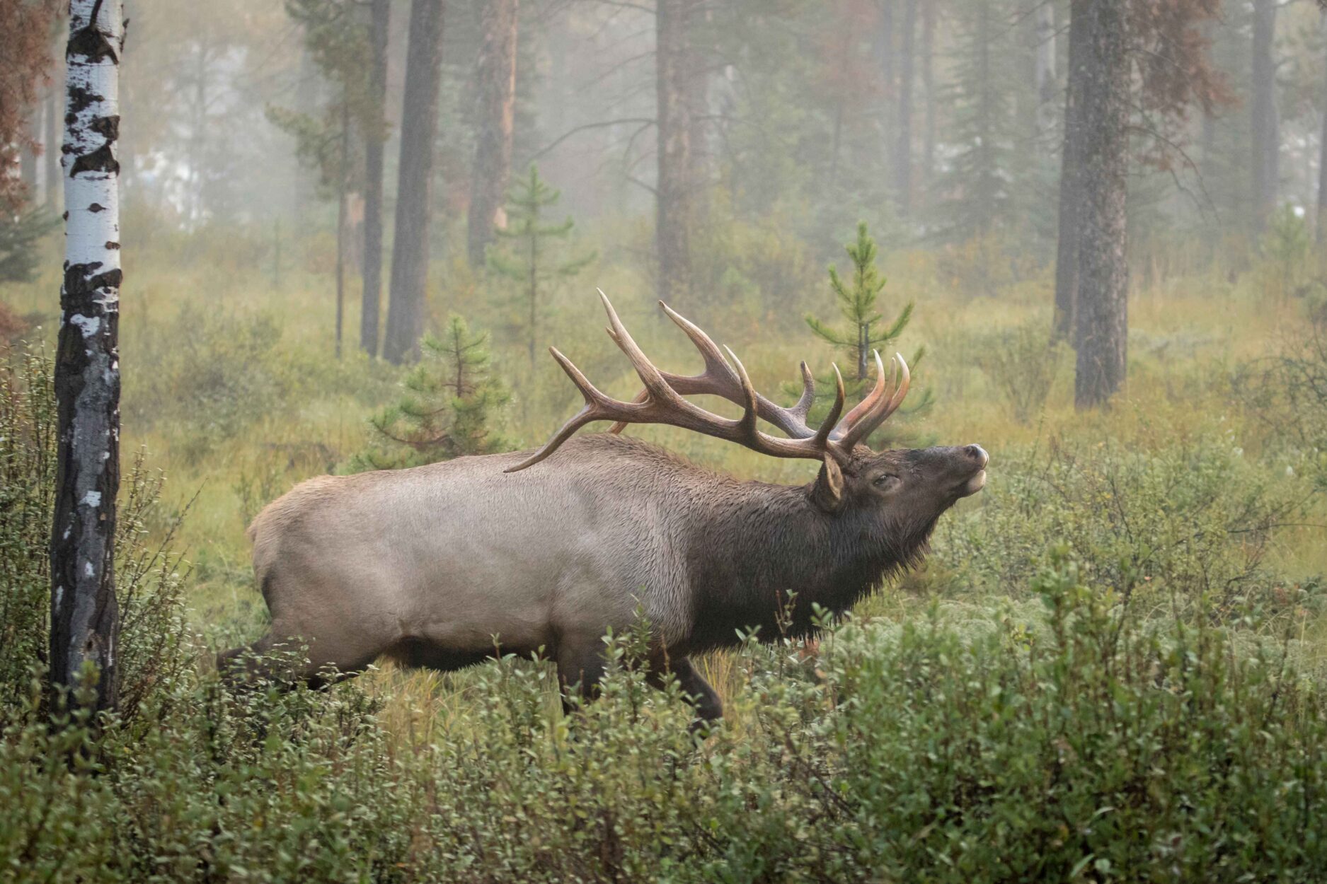 The Rut is On! - Read more on Where Rockies Online The Rut is On! on Where Rockies