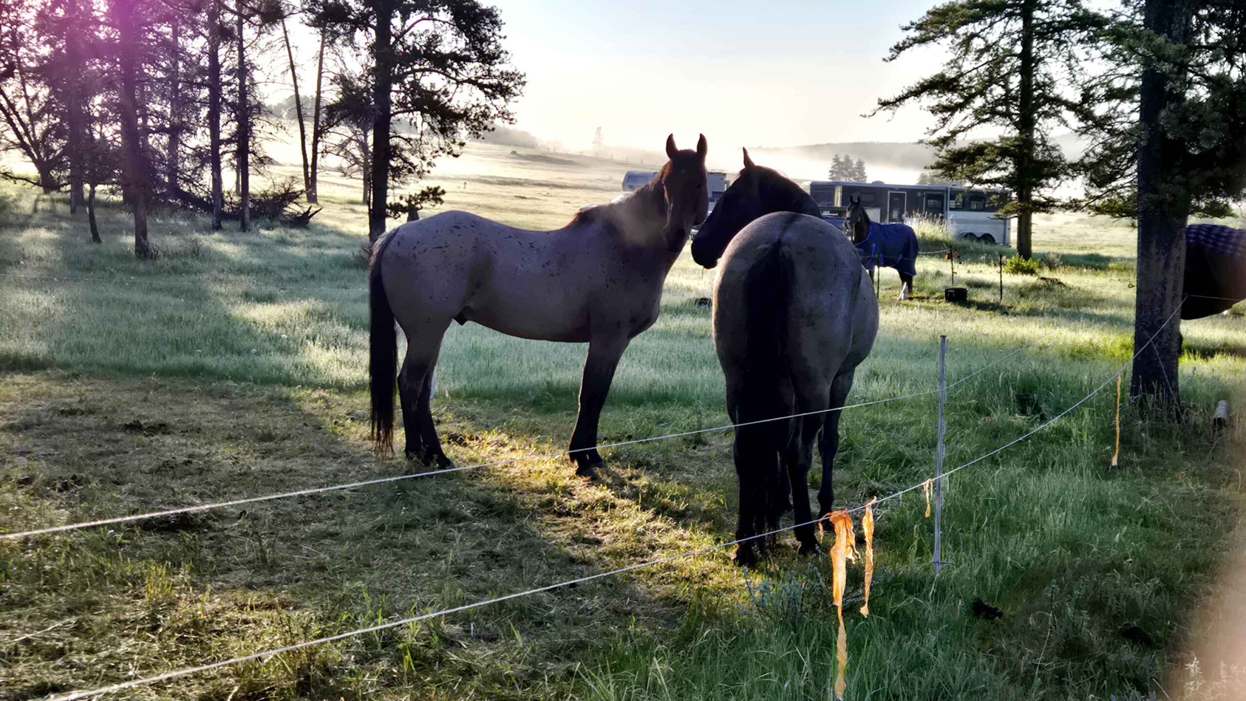 Two horses stand together at dawn in an electric fence. A third horse looks on in the background from his own fence. 
