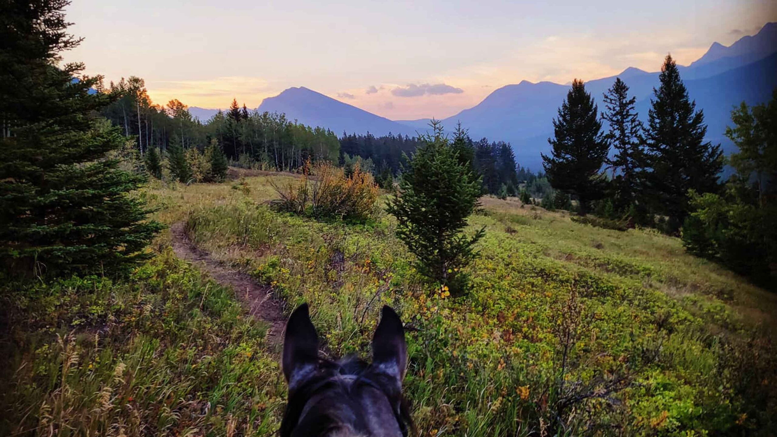 A red sunrise over mountains as seen through a horse's ears. There are som any great places for horseback riding in the mountains. 