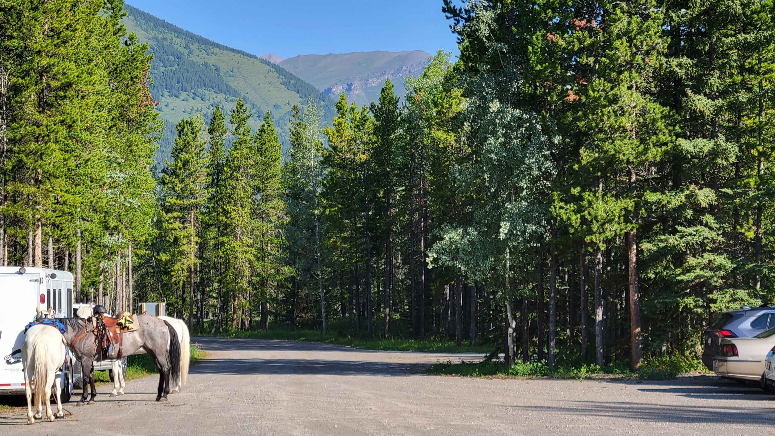 Horses stand tied at the trailer in a parking lot in the Canadian Rockies. Being respectful at parking lots and trailheads is one of the ways to make sure riding in the mountains is enjoyable for everyone. 