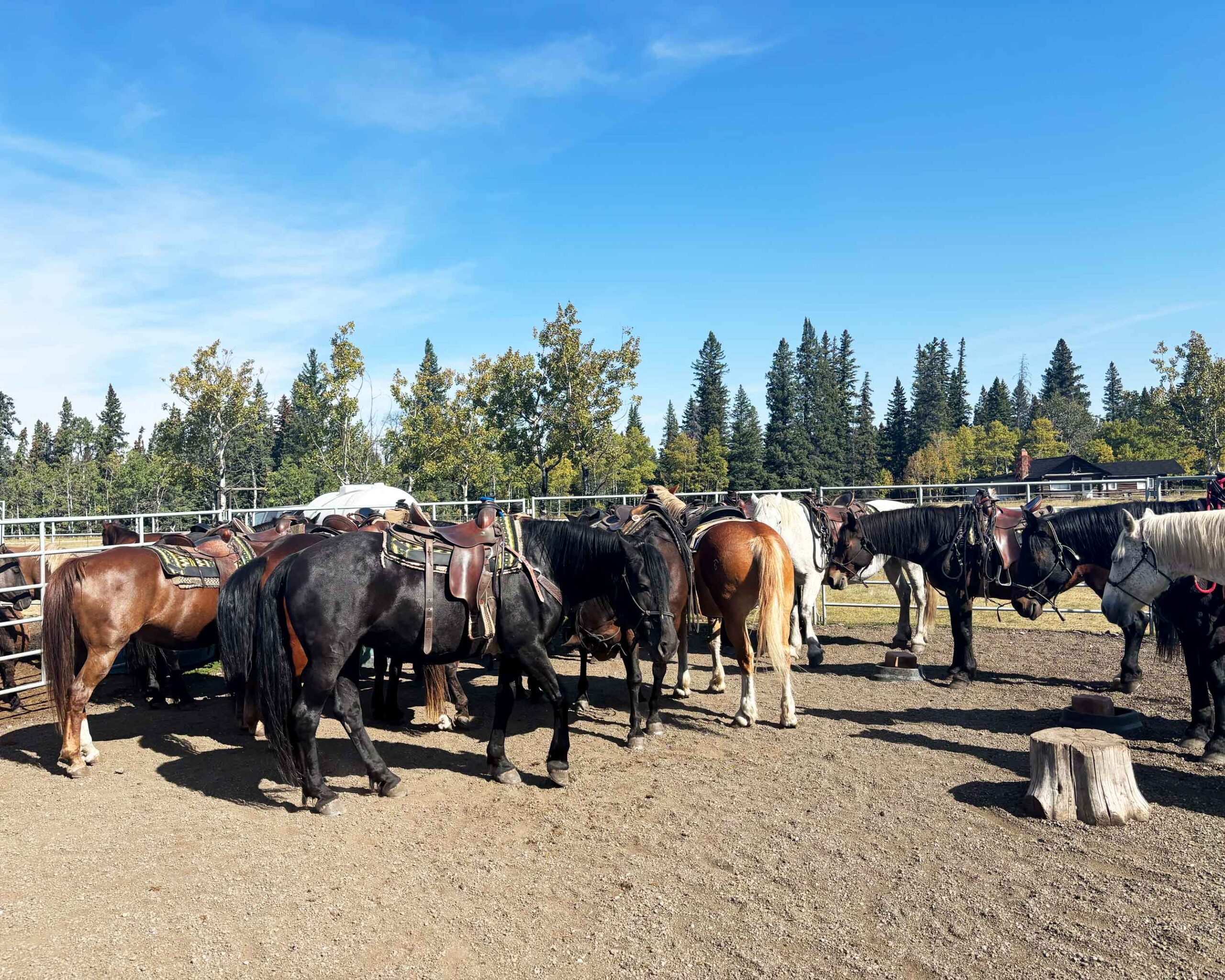 The horses were saddled and ready to go at Rafter 6