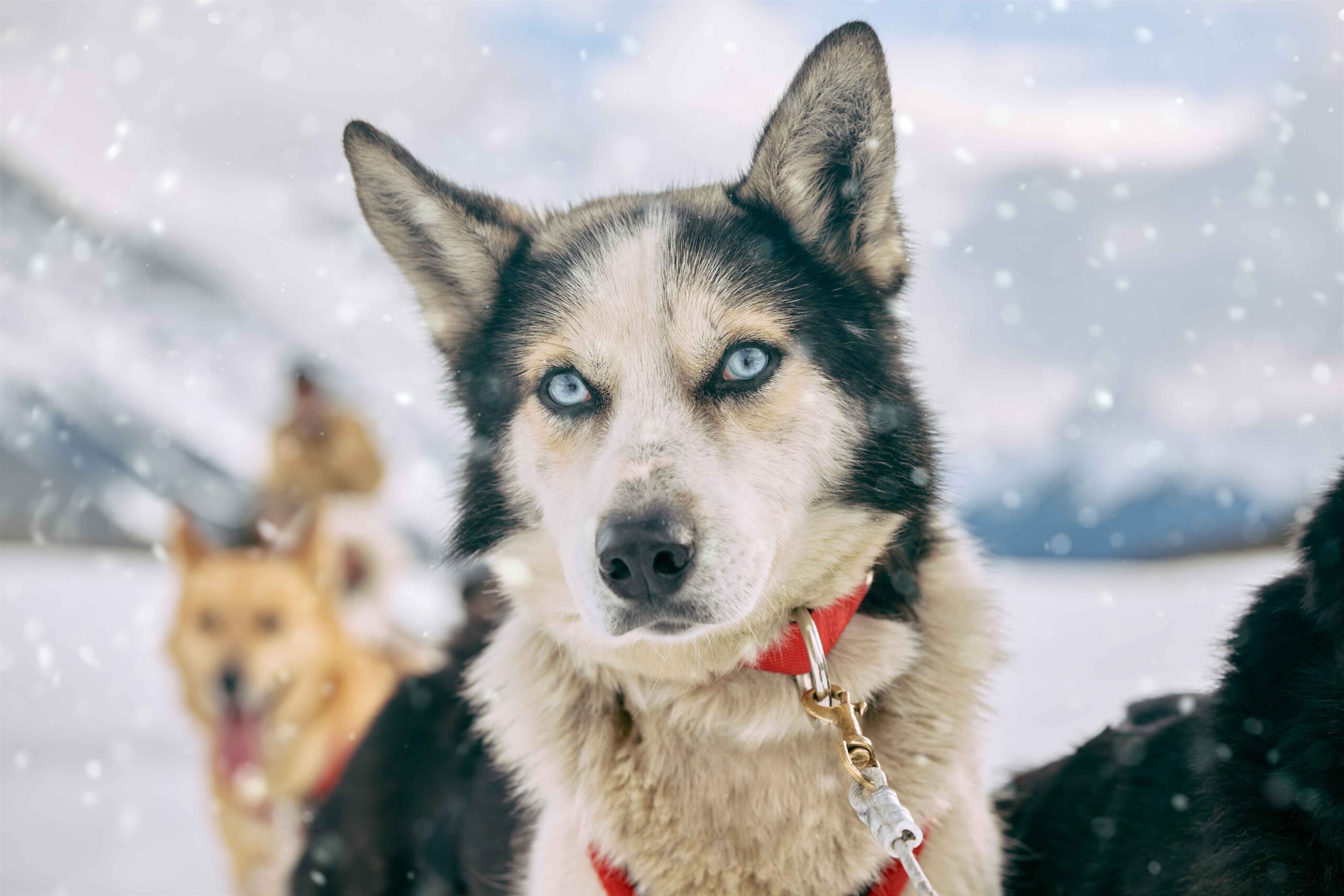 A close up of a husky from Mad Dogs & Englishmen. Dogsledding is a great winter activity to do in Kananaskis Country!