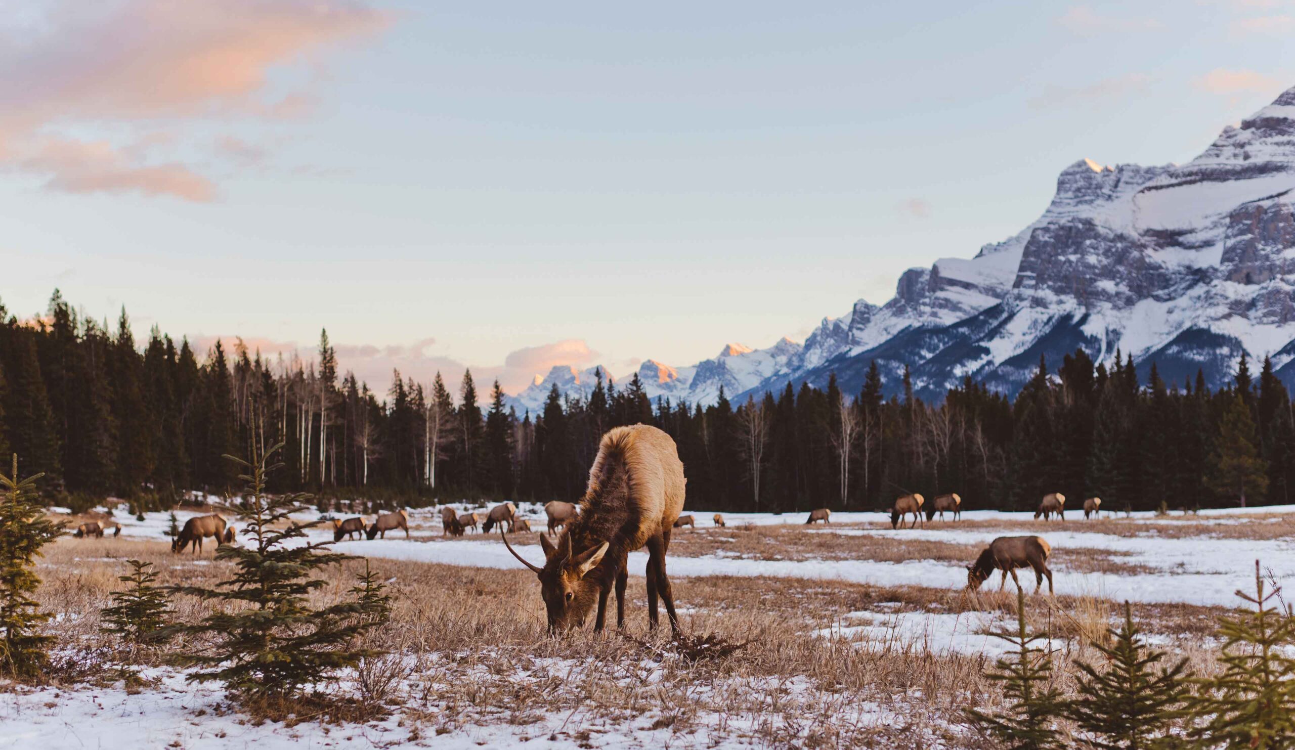 Elk graze at sunrise in Banff National Park