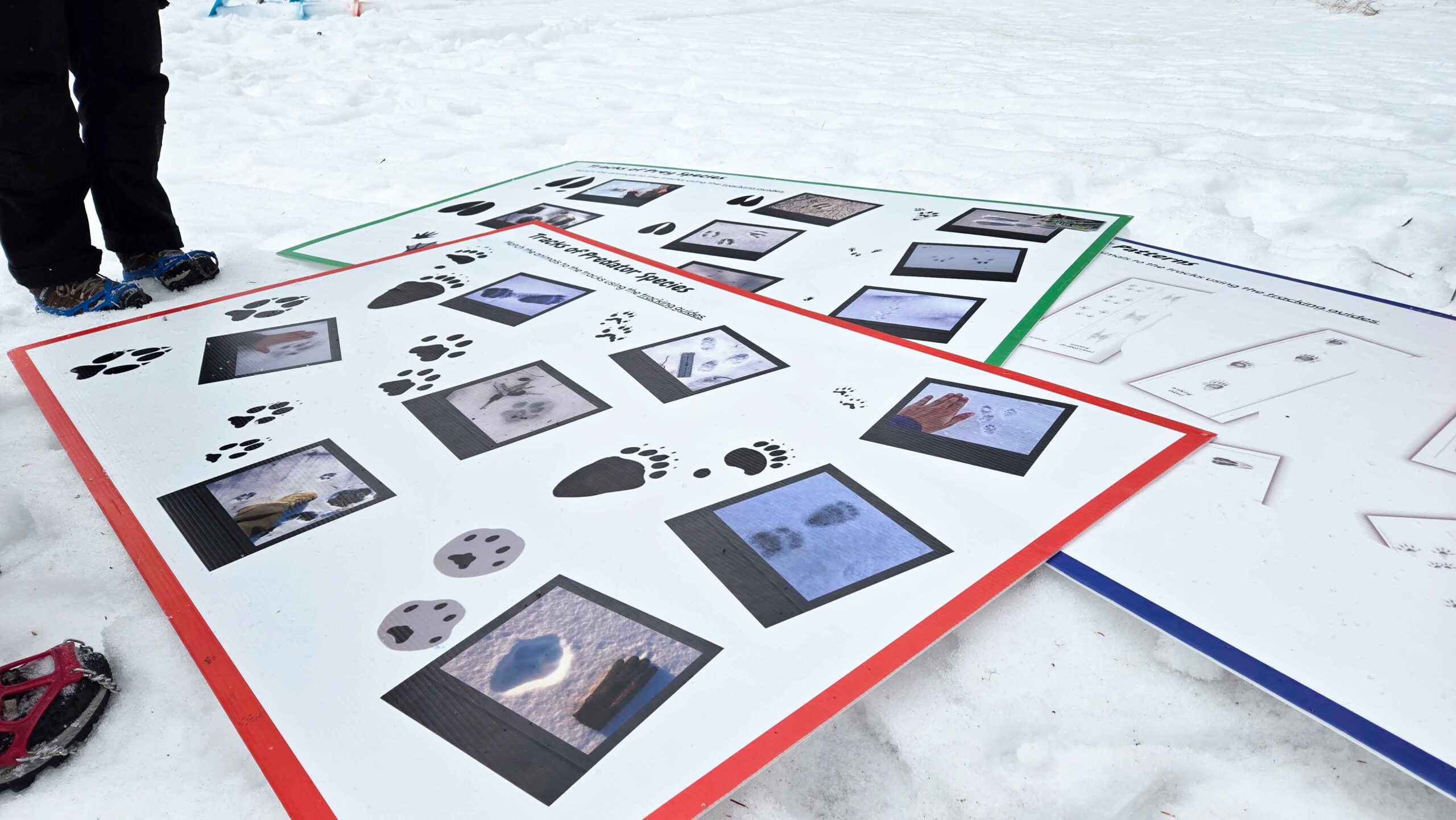 Animal tracks on display at Winter Safety Day 2026
