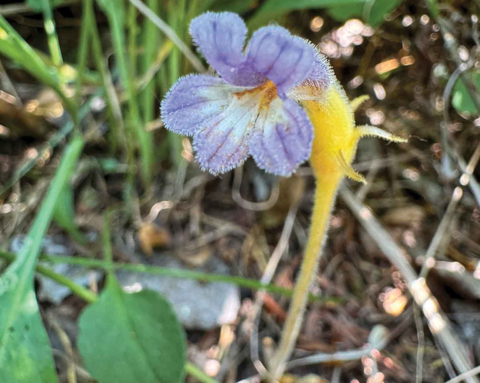 The parasitic flower Aphyllon purpureum has no leaves. Photo by Heather Davies