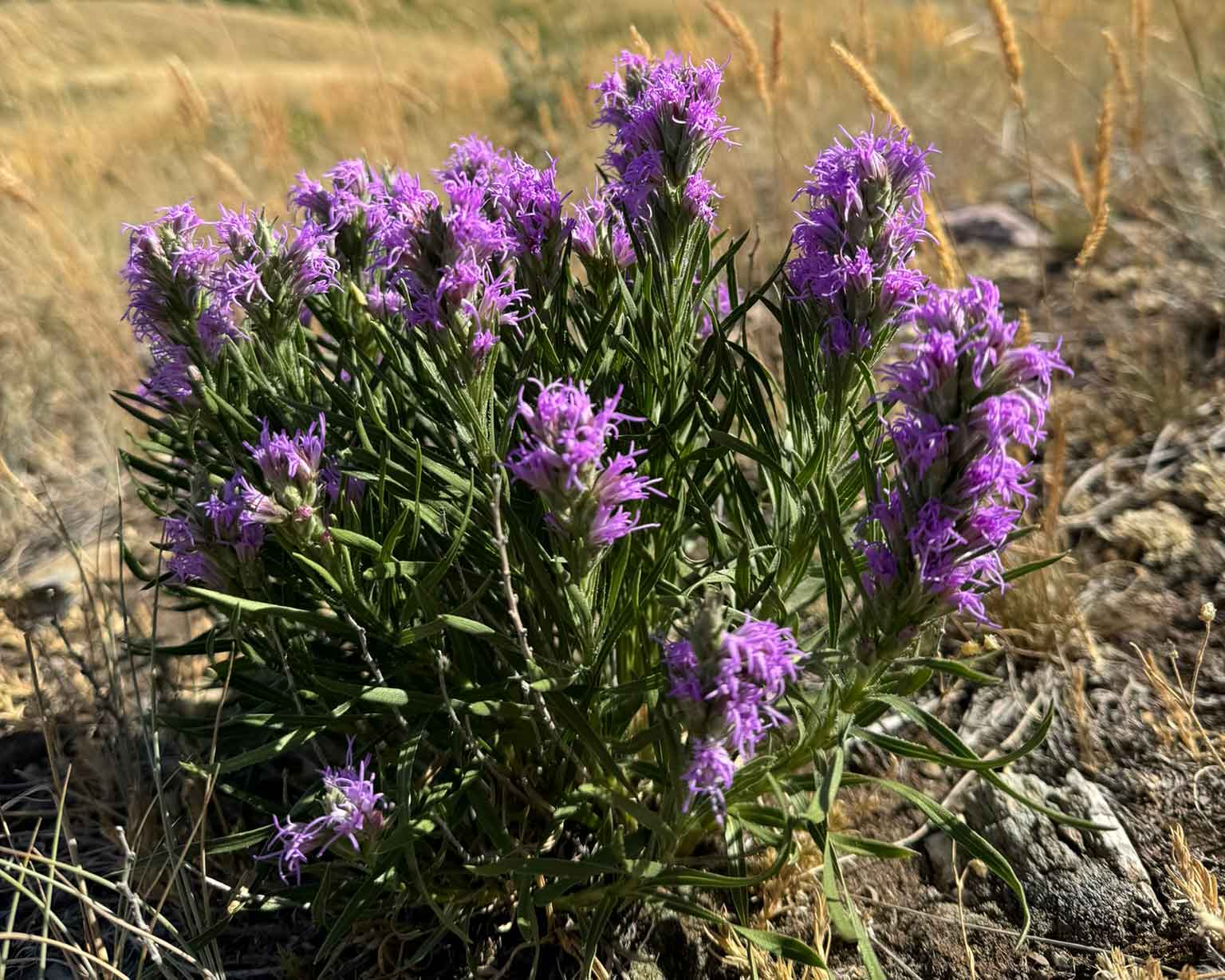 Blazing Star found in Waterton Lakes National Park by Heather Davis of Waterton Tours, Uplift Adventures