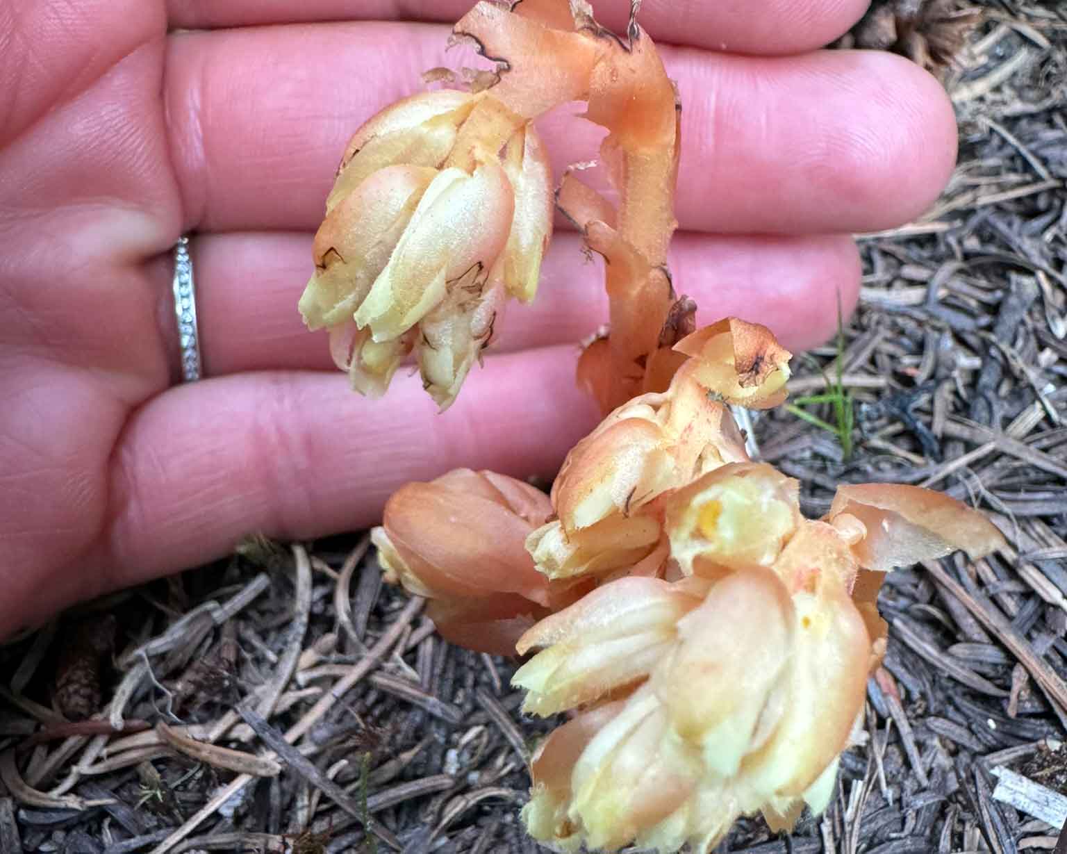 Pinesap in Waterton Lakes National Park. Photo by Heather Davis of Waterton Tours, Uplift Adventures