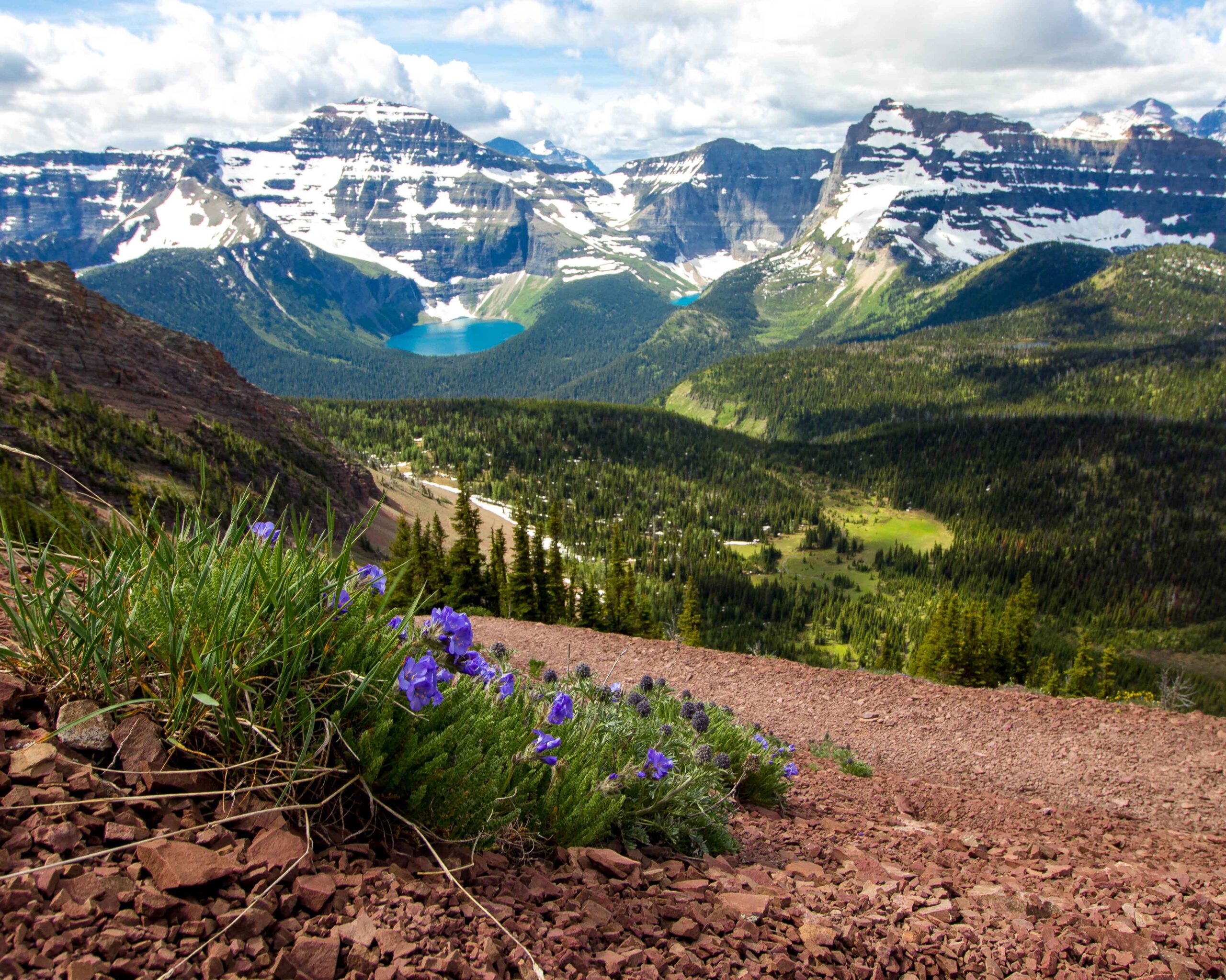 Purple flowers grow in the alpine rock in Waterton Lakes National Park