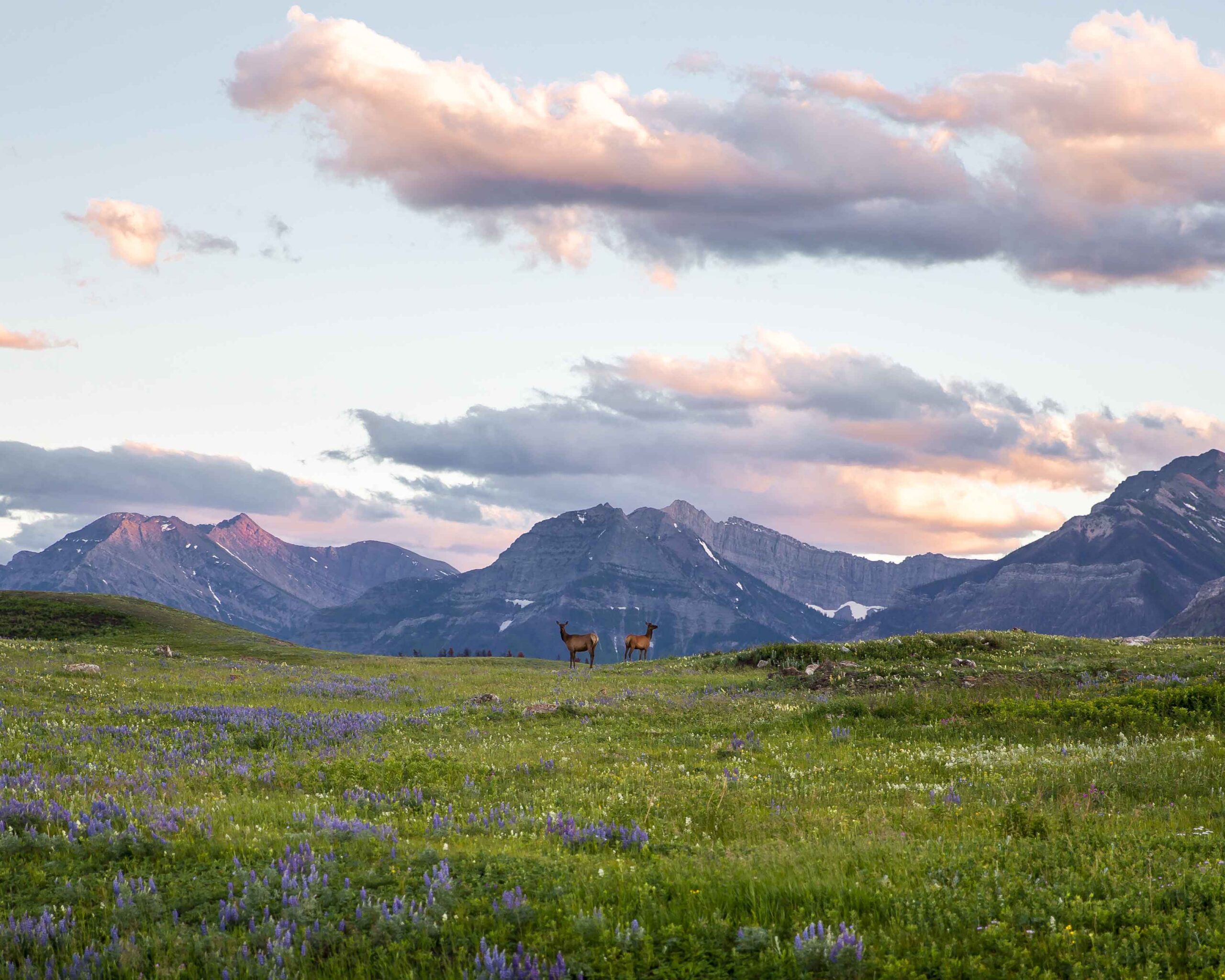 Two deer stand in the distance of a wildflower covered field in Waterton with clouds and mountains in the background.