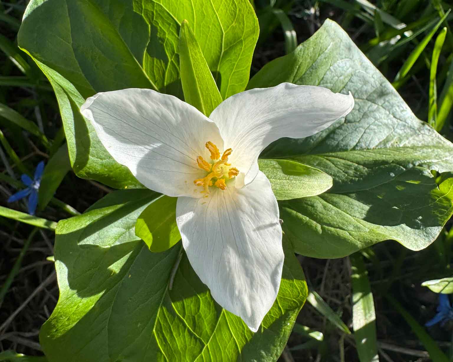 Western Trillium in Waterton Lakes National Park. Photo by Heather Davis of Waterton Tours, Uplift Adventures
