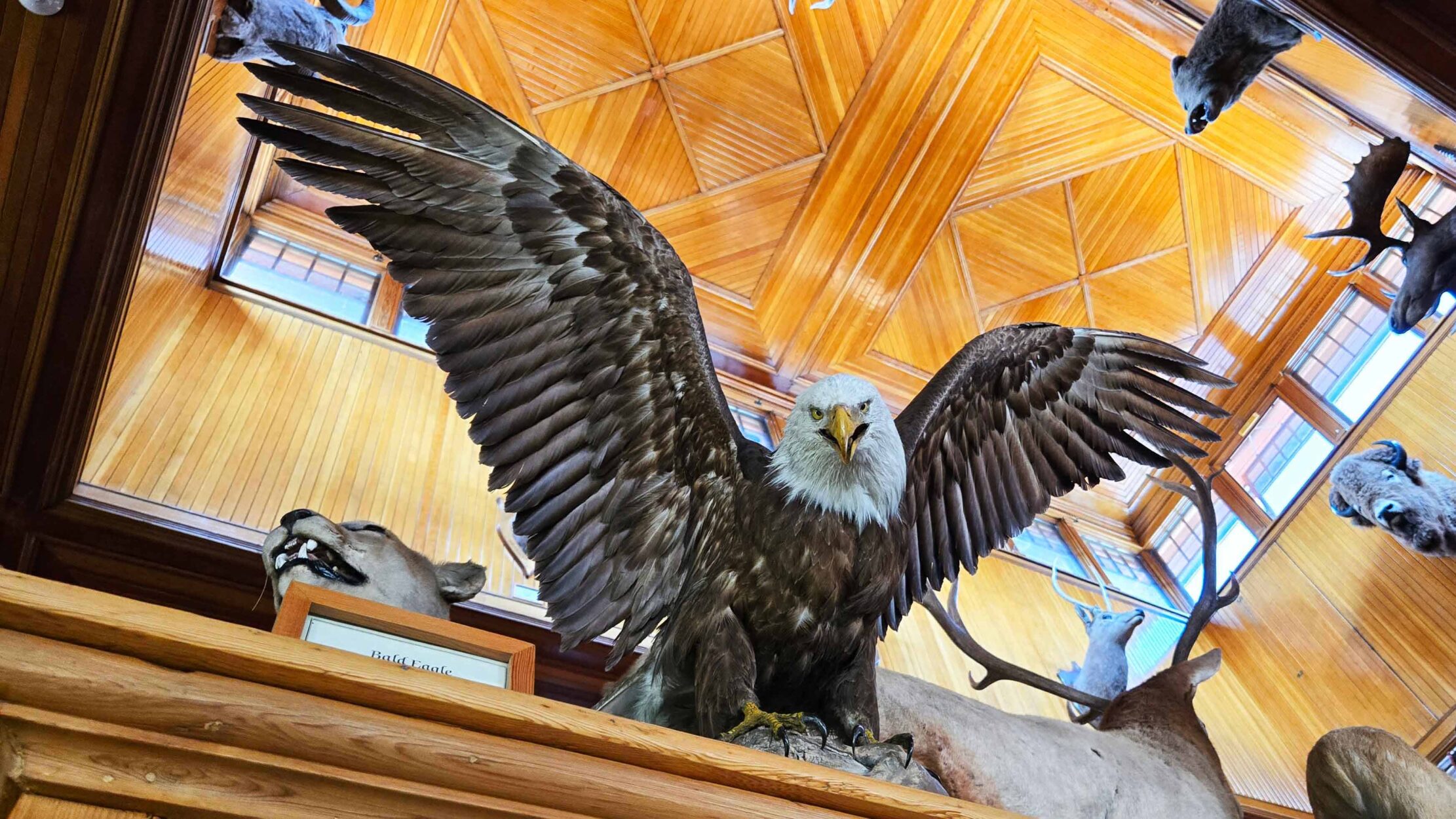 Weird and Wonderful Things to See in Banff Main Photo
